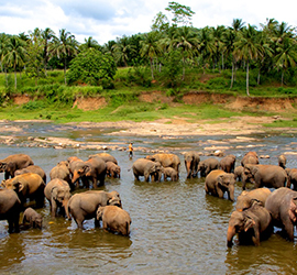 Elephants Bathing at Pinnawala