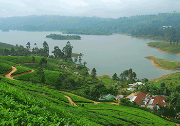 Tea Plantations in Hatton