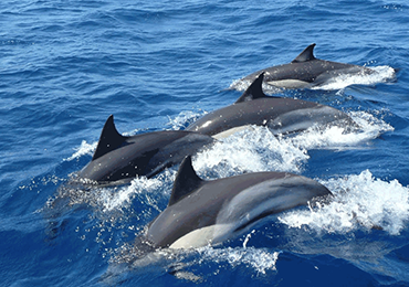 Dolphin Watching in Kalpitiya