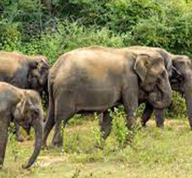 Wildlife Safari in Yala National Park